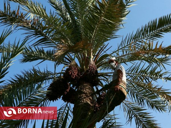 برداشت خارک و رطب روستای امام حسن(ع)