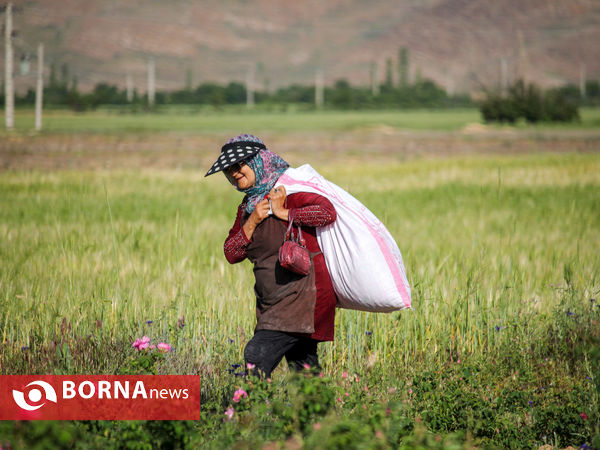 برداشت گل محمدی در شهر ساروق