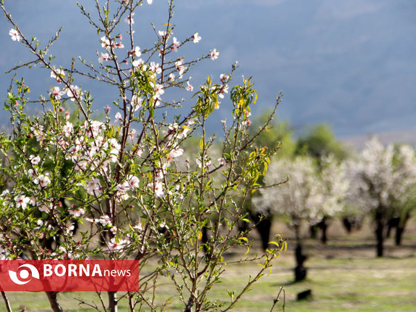 شکوفه‌های بهاری در شیراز