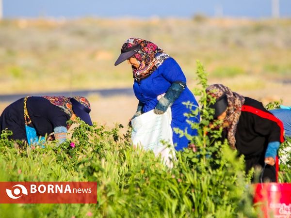 برداشت گل محمدی در دلیجان