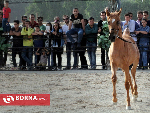 جشنواره بین المللی زیبایی اسب اصیل ایرانی در شیراز