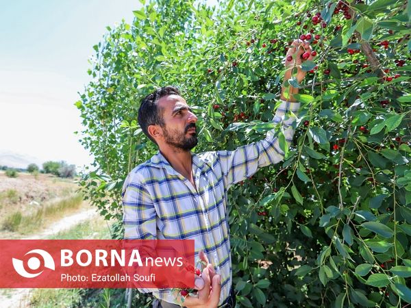 جشنواره آلبالو و گیلاس در دهستان اناج