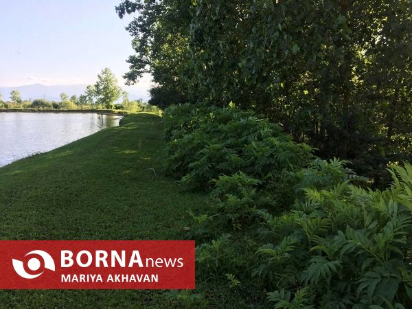 پسیخان رشت جاذبه طبیعی و گردشگری استان گیلان