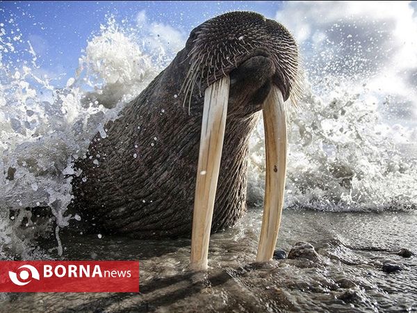 تصاویر منتخب مسابقه نشنال جئوگرافیک ۲۰۱۶