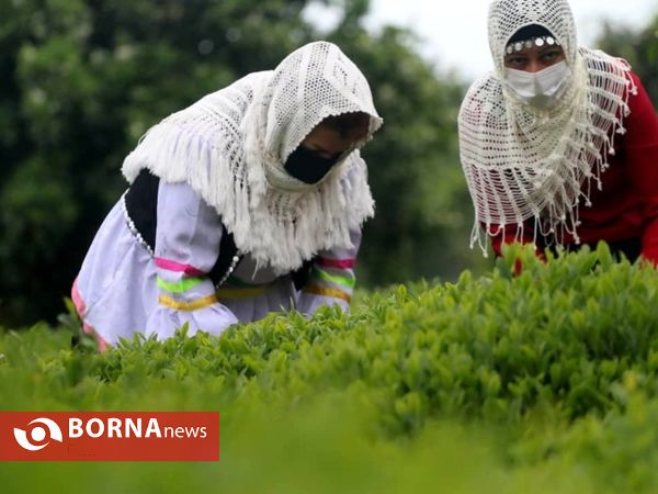 برداشت نخستین برگ چای در سال ۱۴۰۰