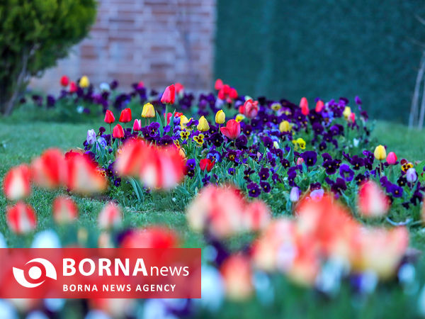 جشنواره گل‌های لاله در اراک