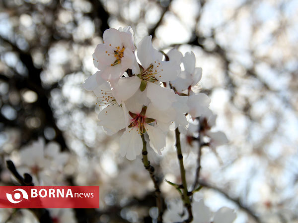 شکوفه‌های بهاری در شیراز