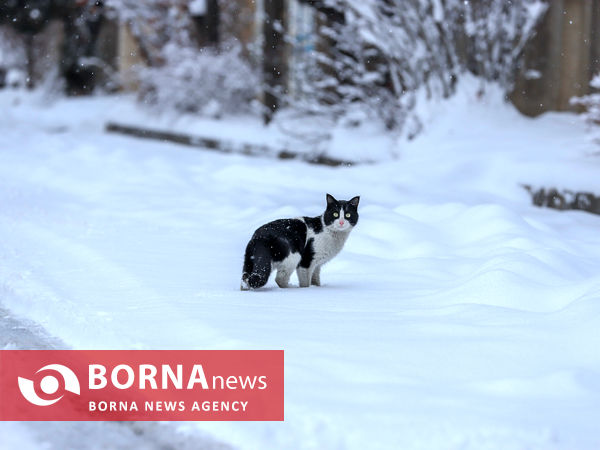 بارش شدید برف در اراک