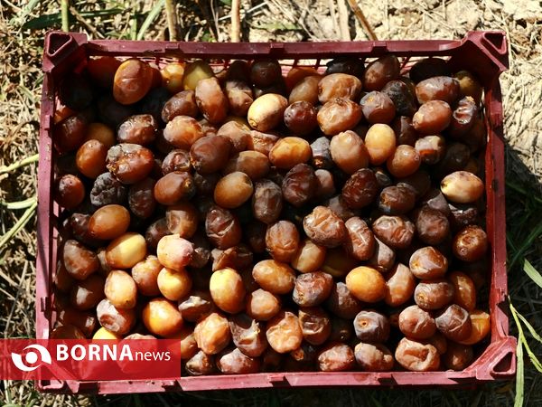 برداشت خارک و رطب روستای امام حسن(ع)