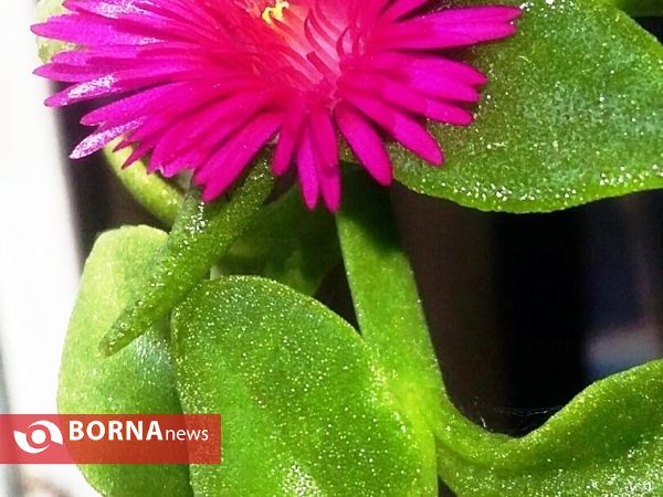 رویش گلهای بهاری