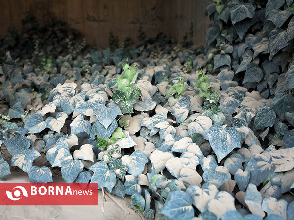 کارخانه سیمان تهران