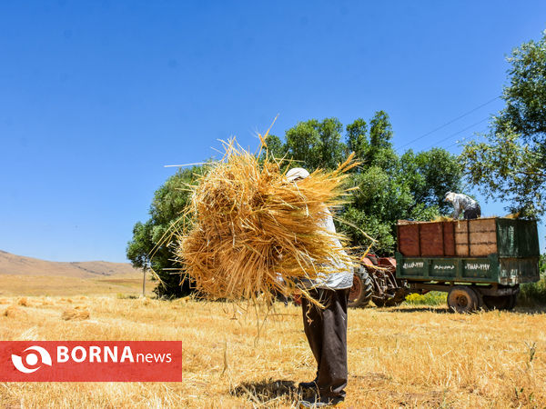 برداشت سنتی جو دیم
