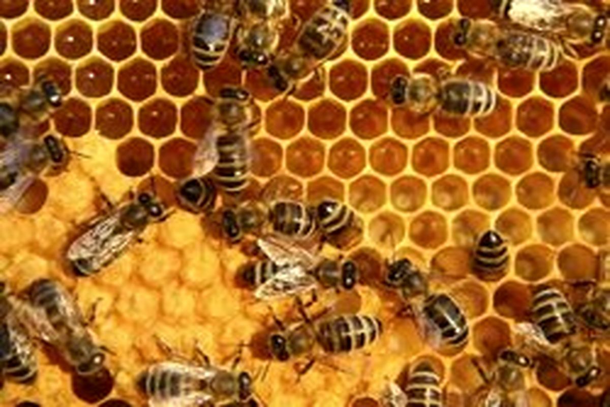 ایران جزو هشت کشور برتر دنیا در تنوع زیستی و رتبه سوم تولید عسل در جهان است