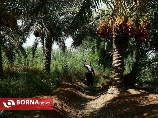 برداشت خارک و رطب روستای امام حسن(ع)