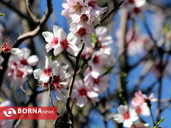 شکوفه‌های بهاری در شیراز