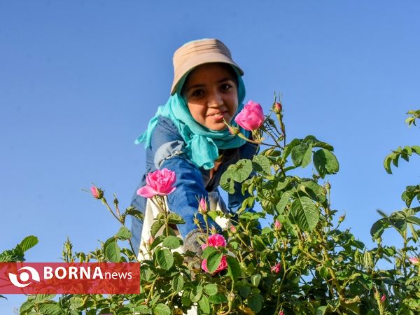 برداشت گل محمدی در دلیجان