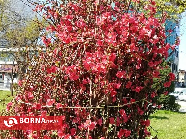 حال و هوای بهار در رشت