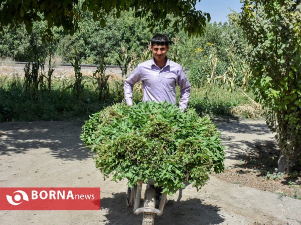 سبزی‌کاری سنتی در پایتخت صنعتی ایران