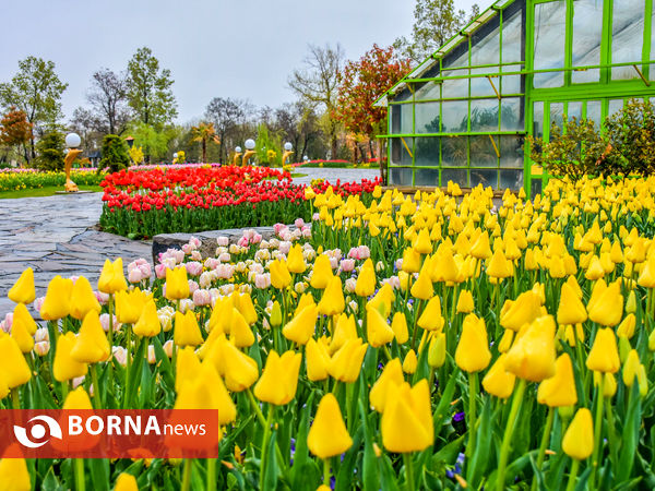 جشنواره گل‌های لاله