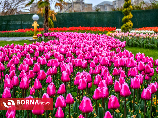 جشنواره گل‌های لاله