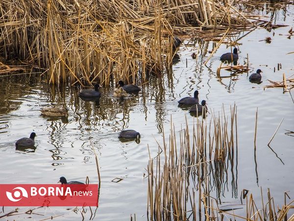 زریبار کردستان