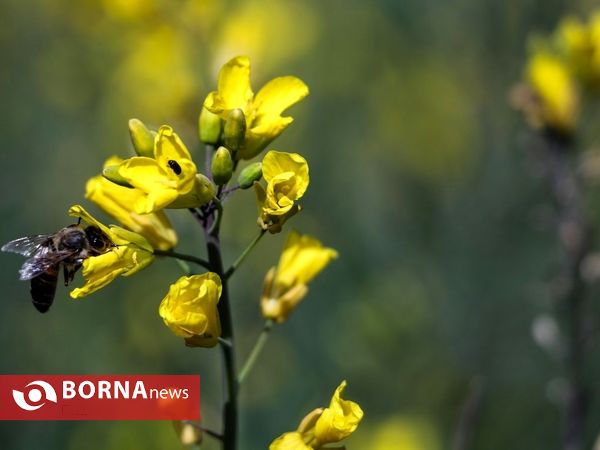 مزارع  ( کلزا ) در استان مازندران
