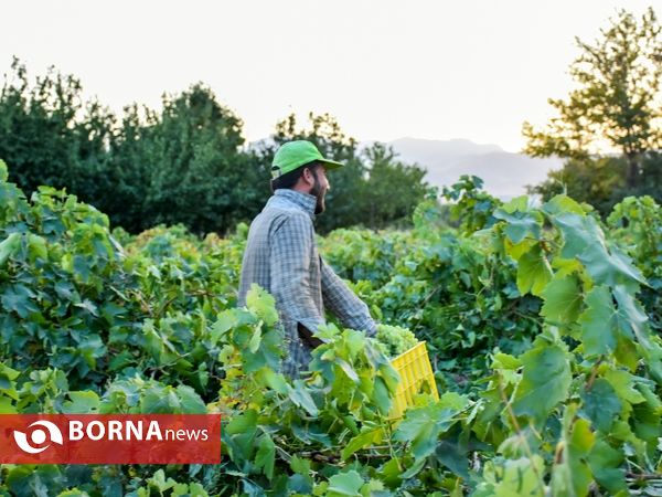 برداشت انگور از باغات منطقه خنداب