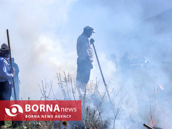  بیل داری