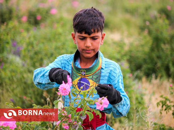 برداشت گل محمدی در شهر ساروق