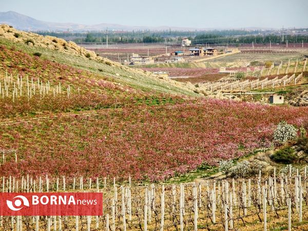 شکوفه های صورتی ارومیه