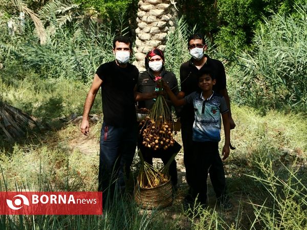 برداشت خارک و رطب روستای امام حسن(ع)