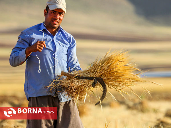 برداشت سنتی گندم در منطقه قره کهریز اراک