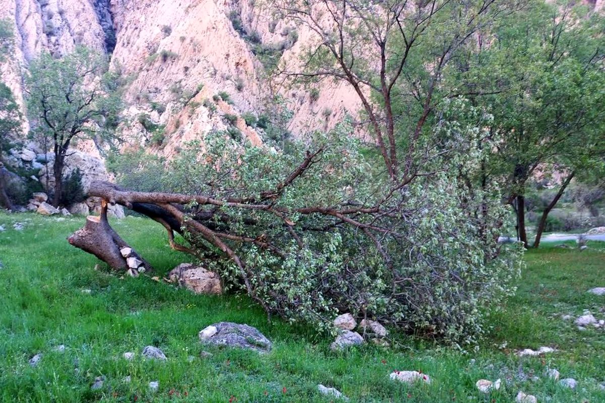 شناسایی متخلف قطع درختان بلوط دشتک دیل گچساران در کمتر از ۲۴ ساعت
