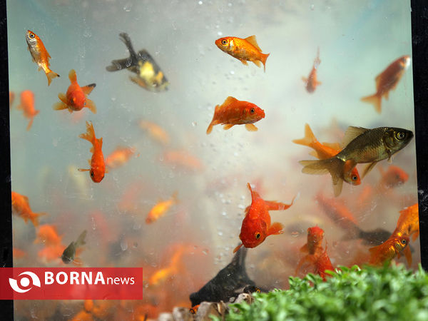 مشهد در تب و تاب روزهای آخر سال
