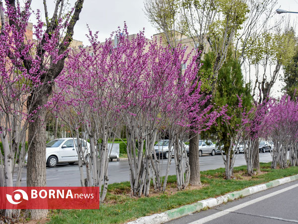 باران بهاری ۱۴۰۰