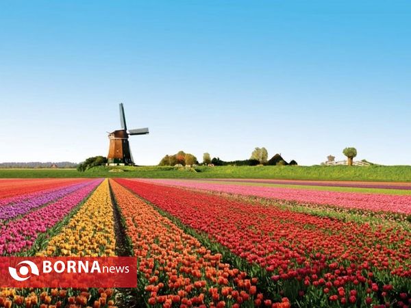۷میلیون گل لاله در مزارع هلند شکوفه داده‌اند