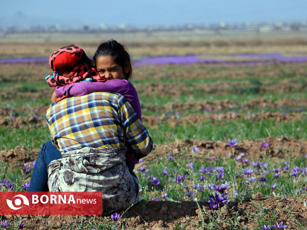 آغاز فصل برداشت طلای سرخ