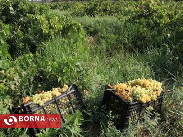 برداشت انگور در روستای غزاویه شهرستان کارون