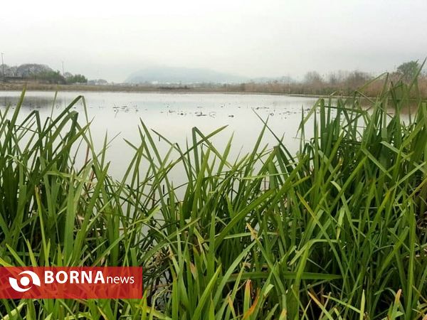 تالاب حاجی آباد لاهیجان