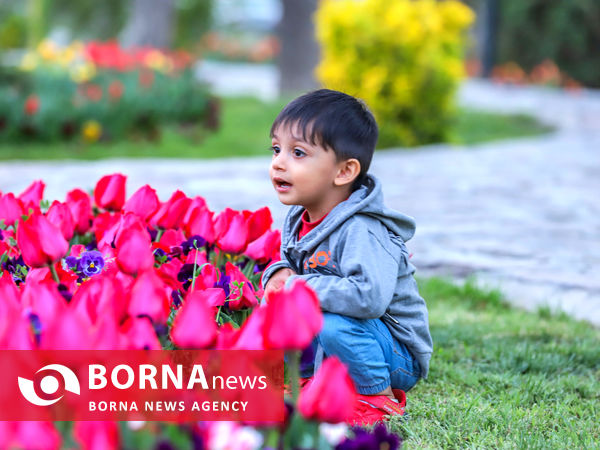 جشنواره گل‌های لاله در اراک