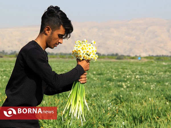 برداشت گل نرگس در گله‌دار فارس