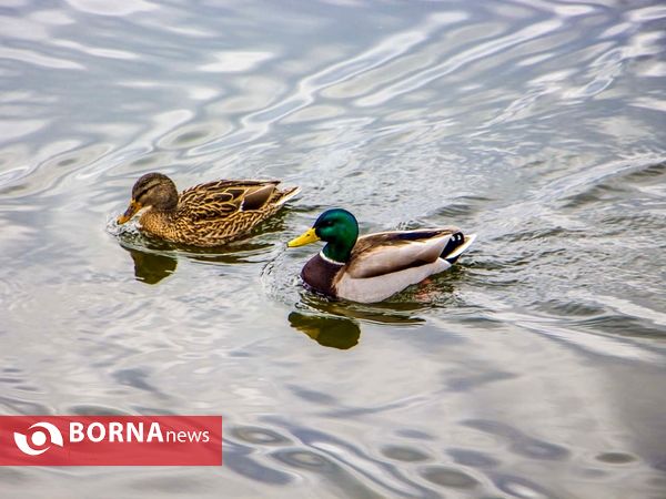 زریبار کردستان