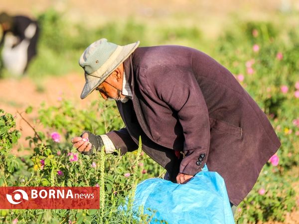 برداشت گل محمدی در دلیجان