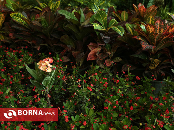 هفدهمین نمایشگاه بین المللی گل و گیاه