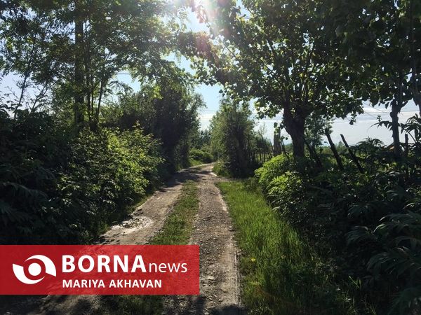 پسیخان رشت جاذبه طبیعی و گردشگری استان گیلان