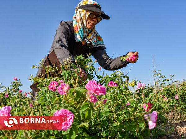 برداشت گل محمدی در شهر ساروق