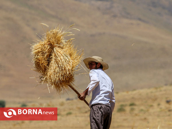برداشت سنتی جو دیم