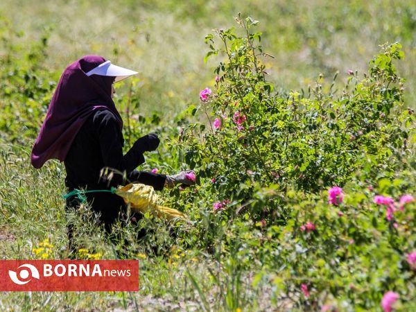 برداشت گل محمدی در دلیجان