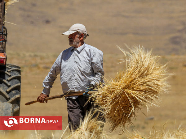 برداشت سنتی جو دیم