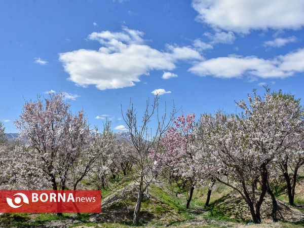 شکوفه های بهاری